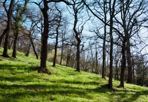 Début de printemps dans les bois de Montreynaud coté Molina